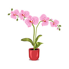 Naklejka na ściany i meble orchid flower in pot