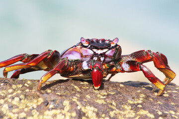 rote_Klippenkrabbe_mit_1_Schere