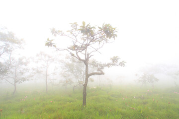 Krachiew flowers on a foggy day in Pa Hin Ngam National Park in Thailand