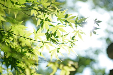 Obraz premium もみじ