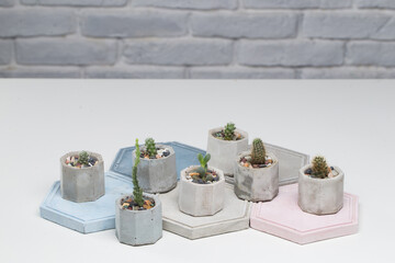Cacti and other plants in pots