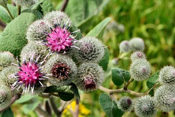 Flowers of burdock prickly medicinal plant at the time of flowering in the field in summer close-up.