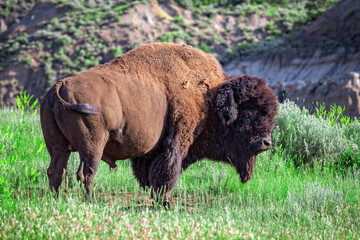 Bison Bull, Theodore Roosevelt National Park, North Dakota, USA - obrazy, fototapety, plakaty