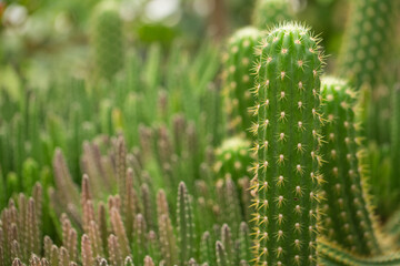 Many cacti close up