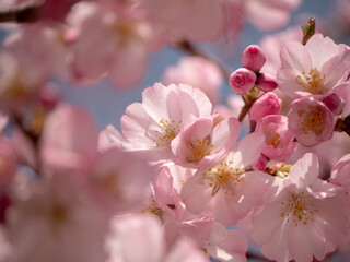 cerisier en fleure