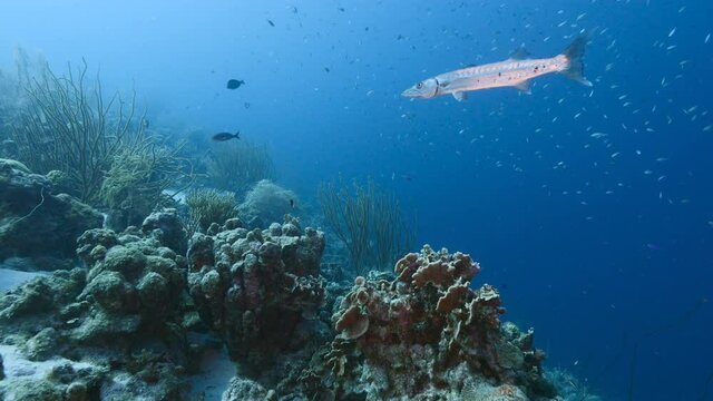 Seascape with Barracuda in coral reef of Caribbean Sea, Curacao