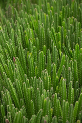 Many cacti close up