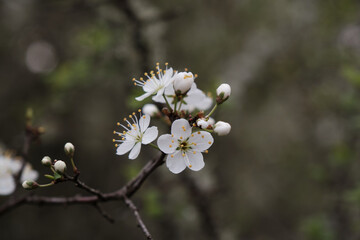 Blackthron white flowers blooming