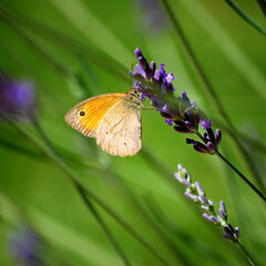 Butterfly on lavender flowers