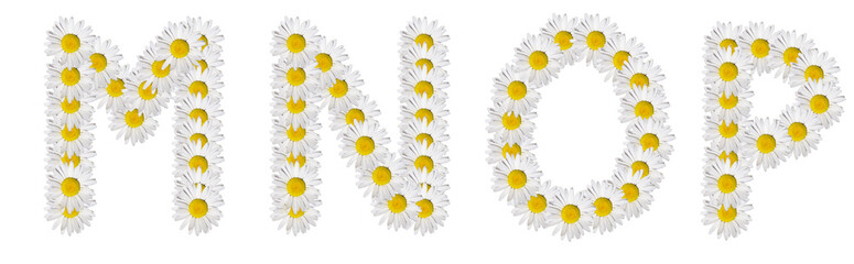 The letters M, N, O, P are made from chamomile flowers