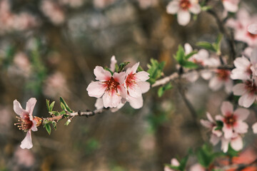 Almond tree blossoms