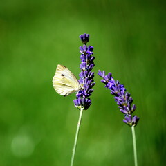Butterfly on lavender flowers