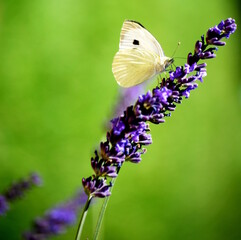 Butterfly on lavender flowers