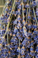 Dried lavender flowers at french market.