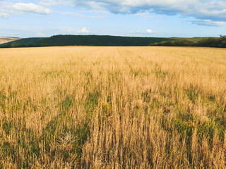 wheat field in sunlight