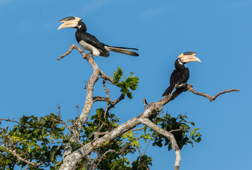 couple of wild asian hornbills sitting on branch at yala national park in march 2021 - obrazy, fototapety, plakaty