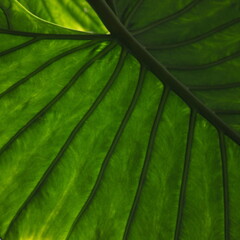 Close-up on big exotic leaves taken against the sun.