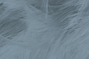 Obraz premium Beautiful gray baby blue colors tone feather pattern texture cool background for decorative design wallpaper and other