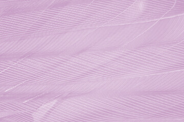 Beautiful line purple feather texture gauze pattern background