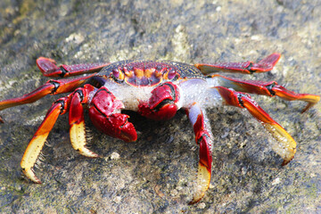 rote_Klippenkrabbe