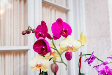 orchid in a vase windows 