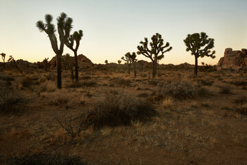 Fototapeta na wymiar Joshua Tree National Park California USA. Twilight shot. 