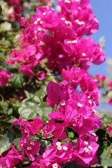  bush of pink flowers against a blue sky as a background
