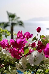 branches of a palm tree and a bush of pink flowers against a blue sky