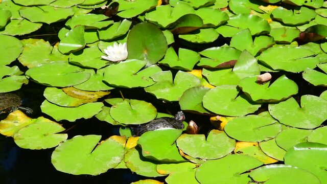 The lily pond with water turtles