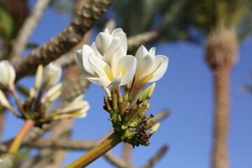 branches of a palm tree and a bush of white flowers against a blue sky