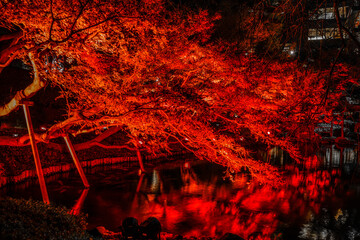 赤く照らされる日本庭園と紅葉