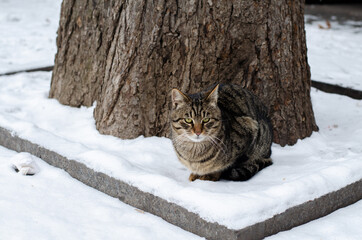Street cat sits by the sea. A yard ginger cat sits on a bench. Abandoned pet.