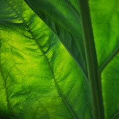Close-up on big exotic leaves taken against the sun.