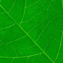 green leaf macro