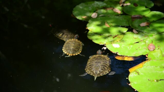 The lily pond with water turtles