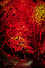 赤く照らされる日本庭園と紅葉