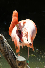Fototapeta na wymiar roter_Flamingo