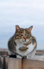 Street cat sits by the sea. A yard ginger cat sits on a bench. Abandoned pet.