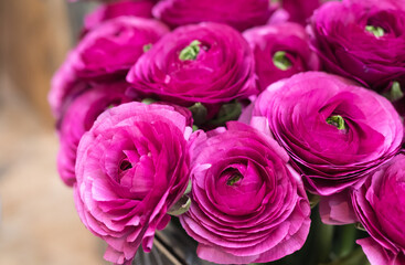 A lush bouquet of ranunculus flowers of purple color in the store floral. Obi-shaped roses