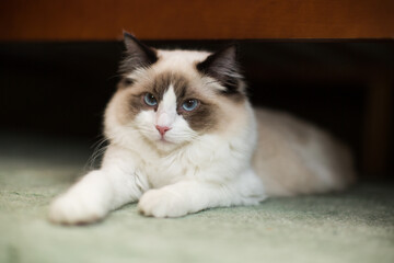Obraz premium Beautiful young white purebred Ragdoll cat with blue eyes