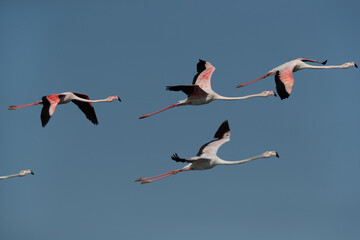 Greater Flamingos flying with blue sky at the backdrop at Tubli bay in the morning, Bahrain