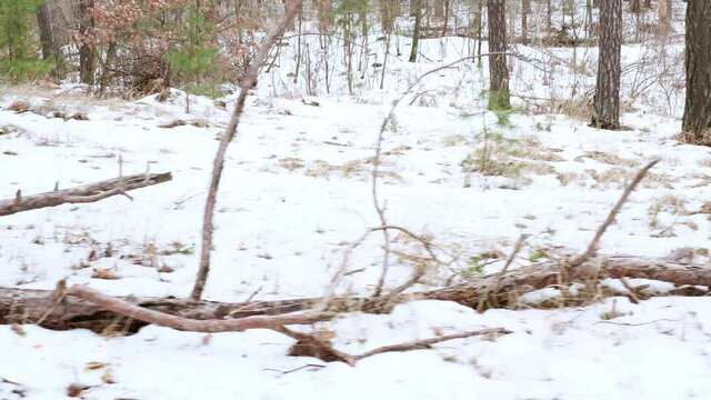 A fallen tree with big crooked bitches and brown bark lies in the spring forest on the snow - a panoramic shot. Dry trunk of a fallen pine tree in the forest with snow during the day.