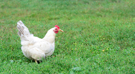 White chicken holds a piece of bread in its beak on the green grass on a traditional free range poultry, organic farm , grazing of the farm on the grass with copy space. Banner.