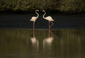 A pair of Greater Flamingos in the morning at Tubli bay, Bahrain