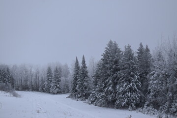 Snowy spruce trees on a gray winter day, Québec