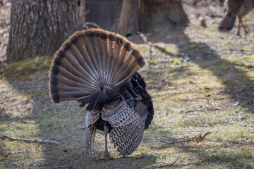 A large male wild turkey displaying his tail feathers in strut. This is a mating ritual to attract females in the Spring. 