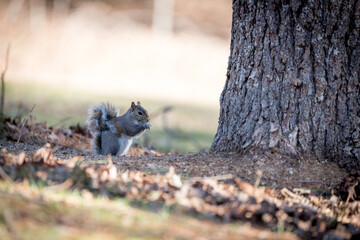 An Eastern Gray Squirrel feeding under a tree among the leaves. The Eastern Gray Squirrel is native to North America.