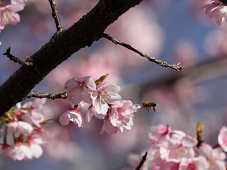 蜂と桜