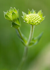 close up of a flower