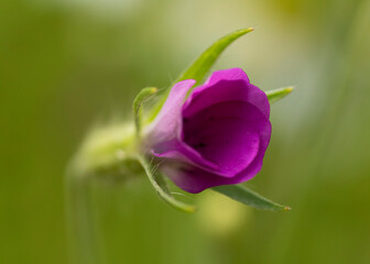 purple rose with water drops